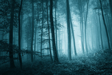 Wall Mural - Dreamy mystic blue color foggy forest