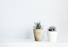 Succulent And Cactus In The Pot. Scandinavian White Interior