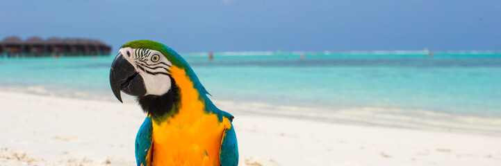 Wall Mural - Cute bright colorful parrot on the white sand in the Maldives