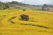 The paddy fields Pak bung pang chiangmai