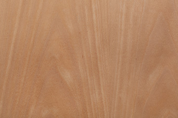 Wall Mural - american beech texture wood