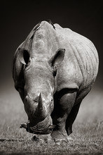 White Rhinoceros  In Due-tone
