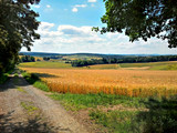 Fototapeta Las - Feldweg mit Getreidefeld und blauem Himmel