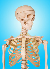 Wall Mural - Human skeleton isolated on blue background.