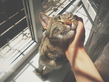 Cat In The Sunshine