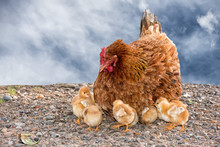 Brooding Hen And Chicks In A Farm