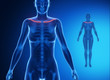 © CLIPAREA.com - CLAVICLE blue x--ray bone scan
