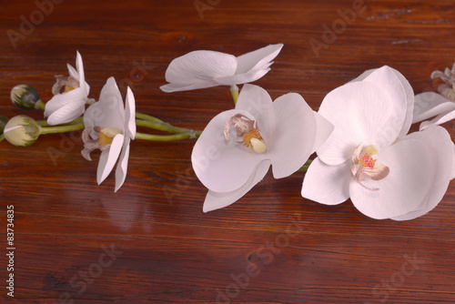 Naklejka na szybę White orchid flower on wood