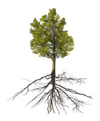 Wall Mural - large green linden with root