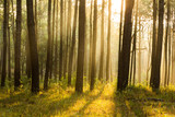 Fototapeta Las - sunray thought pines forest