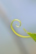 © tktyfy - Spiral tendrils of the cucumber