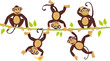 Cheerful monkeys frolic on a vine