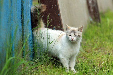  Трехшерстный кот у забора в траве