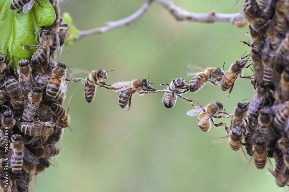 Trust and cooperation of bees to bridge gap of swarm parts. - obrazy, fototapety, plakaty 