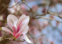 Strong Magnolia Flower Close Up