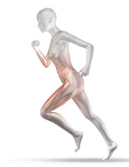 Wall Mural - 3D female medical figure with partial muscle map jogging