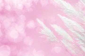 Wall Mural - soft focus of pink lighting softness feather grass