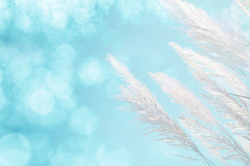 Wall Mural - soft focus of cool blue lighting softness feather grass