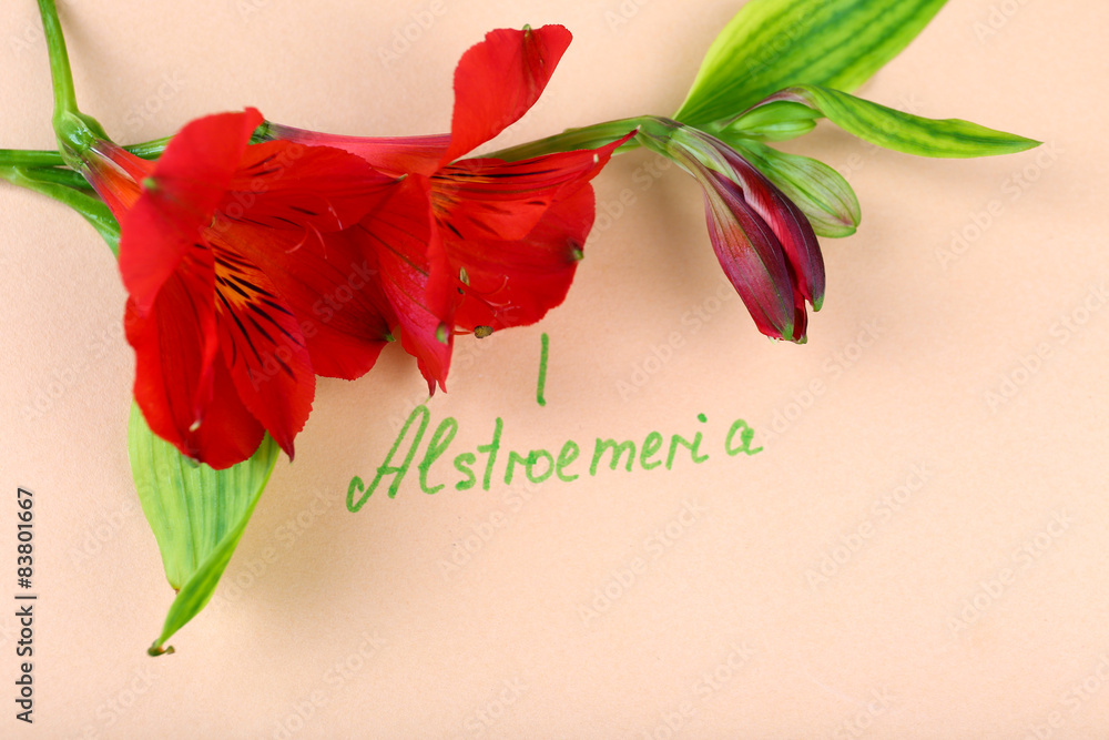 Beautiful alstroemeria with inscription on paper background