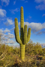 Saguaro A.k.a "the Finger"  At Saguaro National Park
