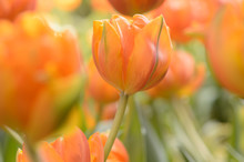 Beautiful Bouquet Of Tulips, Tulips In Spring,colourful Tulips.