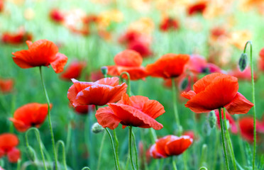 Wall Mural - red poppy