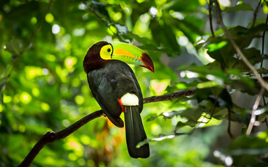 Canvas Print - Colorful keel-billed toucan bird