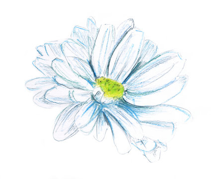 A watercolor drawing of a daisy