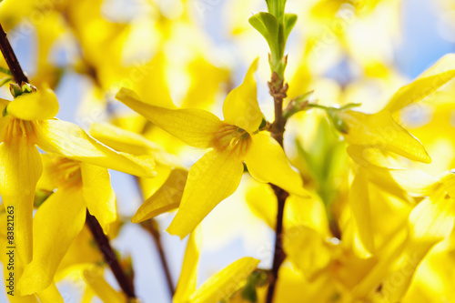 Fotomural Forsythie (Forsythia × intermedia Zabel), Nahaufnahme