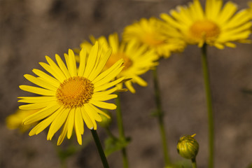 yellow camomiles  