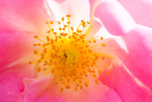 Fantastic Pink Rose Close Up In Back Light