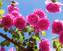 Pink Roses Plant Over Blue Sky