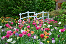 Tulips And A Bridge In Keukenhof Garden, Netherlands