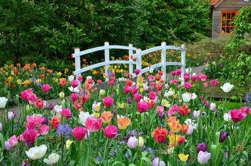 Tulips and a bridge in Keukenhof garden, Netherlands