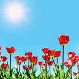 Fototapeta Maki - red flowers blooming tulips against the sky