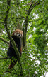 Red Panda sitting alone in a tree