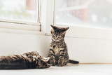 Fototapeta Koty - Gray Kitten Watching his Mate Playing on the Floor