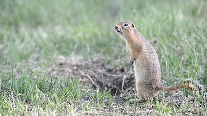 Wall Mural - Screaming gopher (ground squirrel)