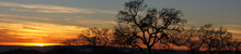 Oak Tree Silhouette Panoramic Sunset. Joseph Grant County Park, Santa Clara County, California, USA.