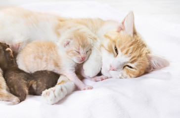 Wall Mural - red cat with kittens