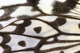 Macro shot,close-up of a Large Tree Nymphs(Paper Kite,Rice Paper) butterfly wing