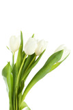 Fototapeta Tulipany - White tulips on white background