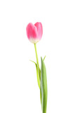 Fototapeta Tulipany - Pink tulip on white background