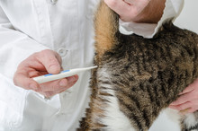 Veterinarian Taking Temperature Of Cat