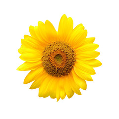 Wall Mural - sunflower isolated on white background
