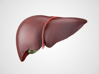 Realistic human liver illustration