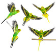 Budgerigar. Parrot. Collection.