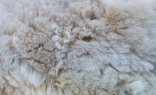 Background Of Alpaca Fleece