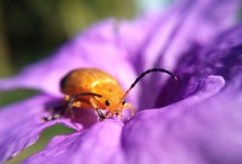 Tiny Bug On Purple Flower