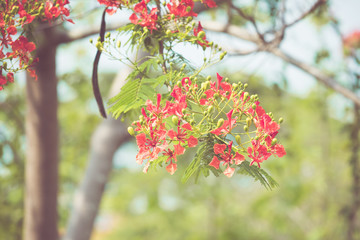 Wall Mural - caesalpinia pulcherrima flower in vintage retor color tone